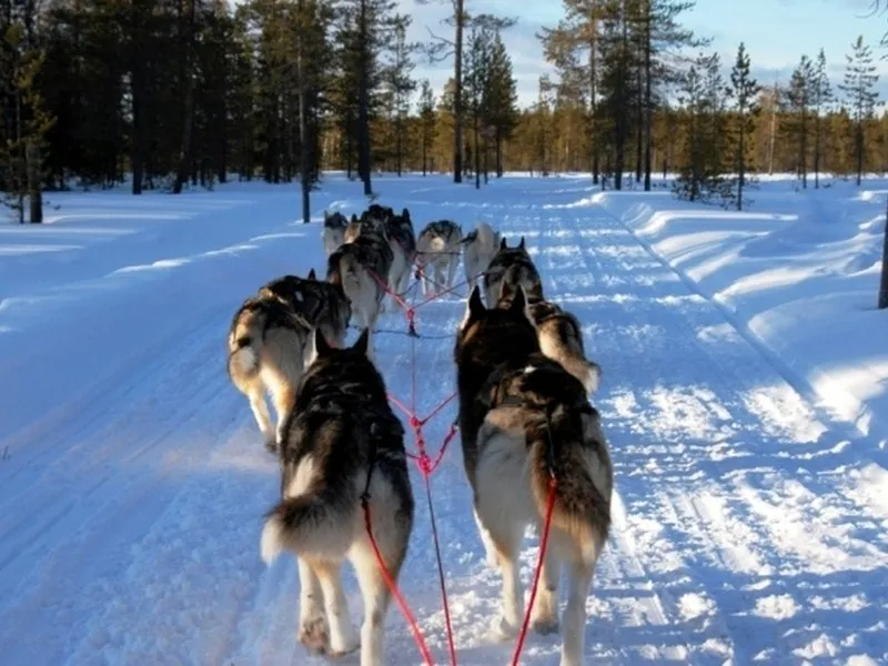 Mushing - jízda se psím spřežením