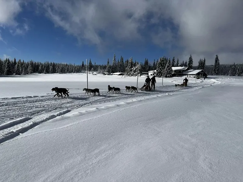 Mushing - jízda se psím spřežením