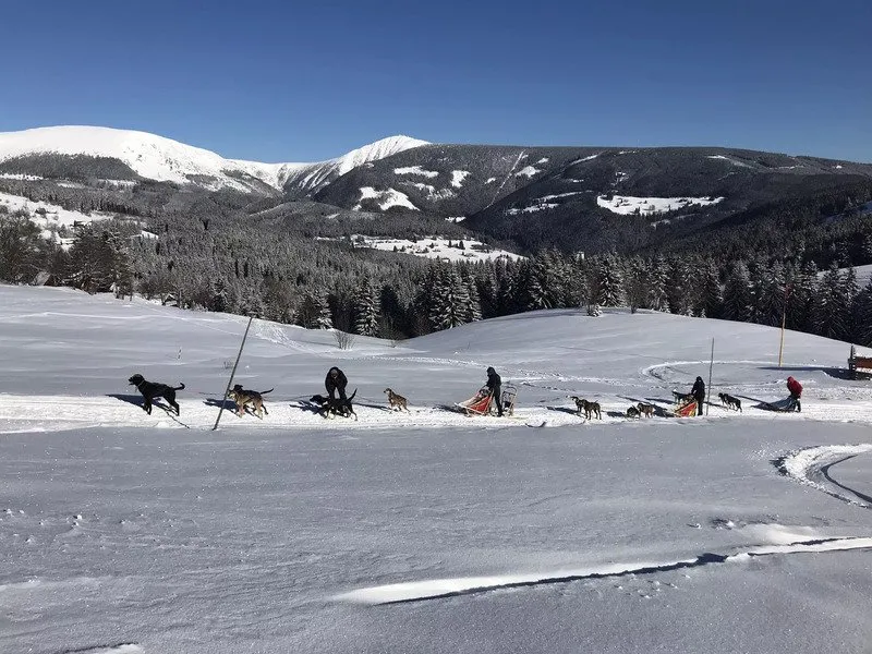 Mushing - jízda se psím spřežením