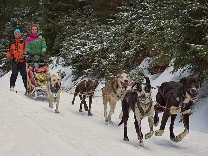 Mushing - jízda se psím spřežením
