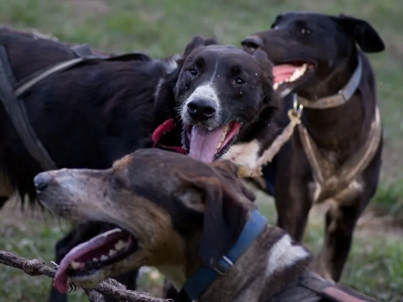 Mushing - jízda se psím spřežením
