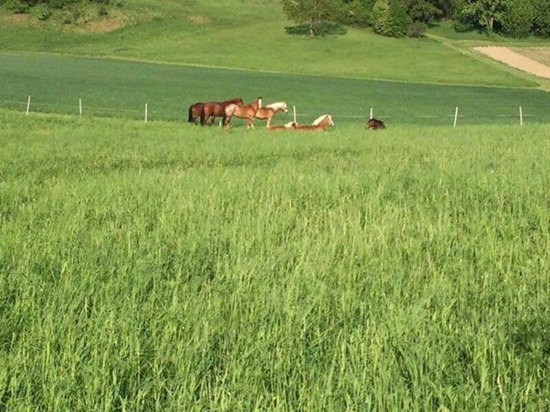 Farmářem na zkoušku aneb den s koňmi