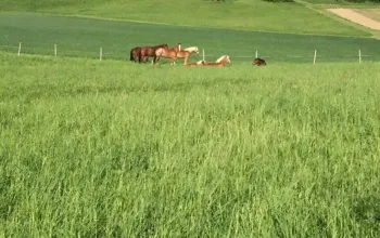 Farmářem na zkoušku aneb den s koňmi