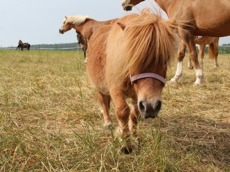 Farmářem na zkoušku aneb den s koňmi