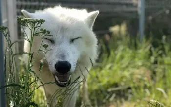 Ošetřovatelem v zoo na jeden den | zážitkový poukaz – dárek a zážitek