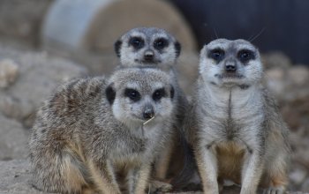 Ošetřovatelem v zoo na jeden den | zážitkový poukaz