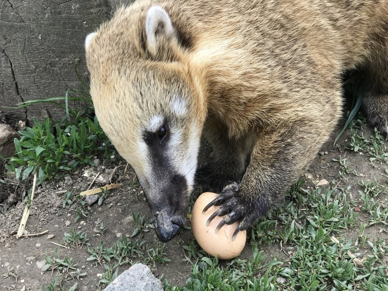 Ošetřovatelem v zoo na jeden den | zážitkový poukaz