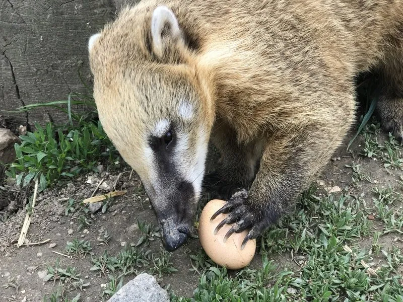 Ošetřovatelem v zoo na jeden den | zážitkový poukaz