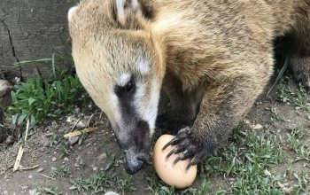 Ošetřovatelem v zoo na jeden den | zážitkový poukaz
