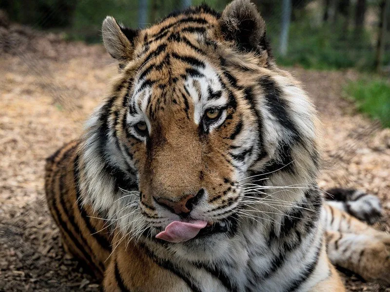 Ošetřovatelem v zoo na jeden den | zážitkový poukaz