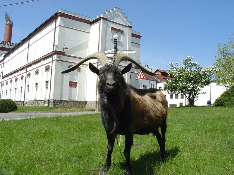 Škola čepování Kozel + prohlídka pivovaru Velké Popovice