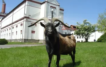 Škola čepování Kozel + prohlídka pivovaru Velké Popovice