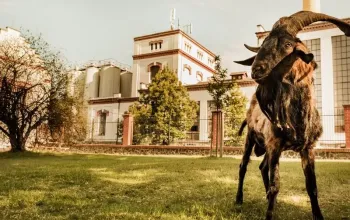 Škola čepování Kozel + prohlídka pivovaru Velké Popovice