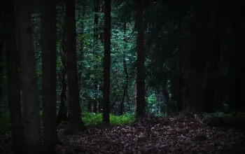Venkovní úniková hra: Zakletá stezka