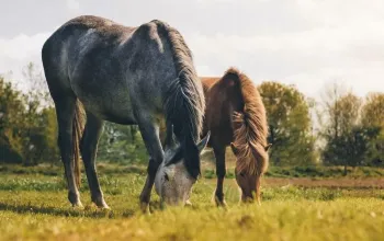 Pobyt v sedle v zámeckém hotelu pro 2 Pobyt v sedle v zámeckém hotelu pro 2 – dárek a zážitek