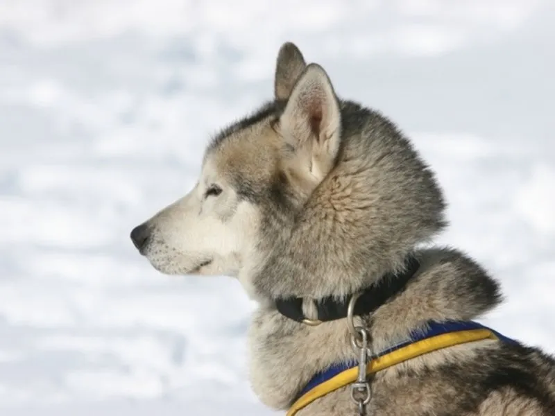 Mushing - jízda se psím spřežením