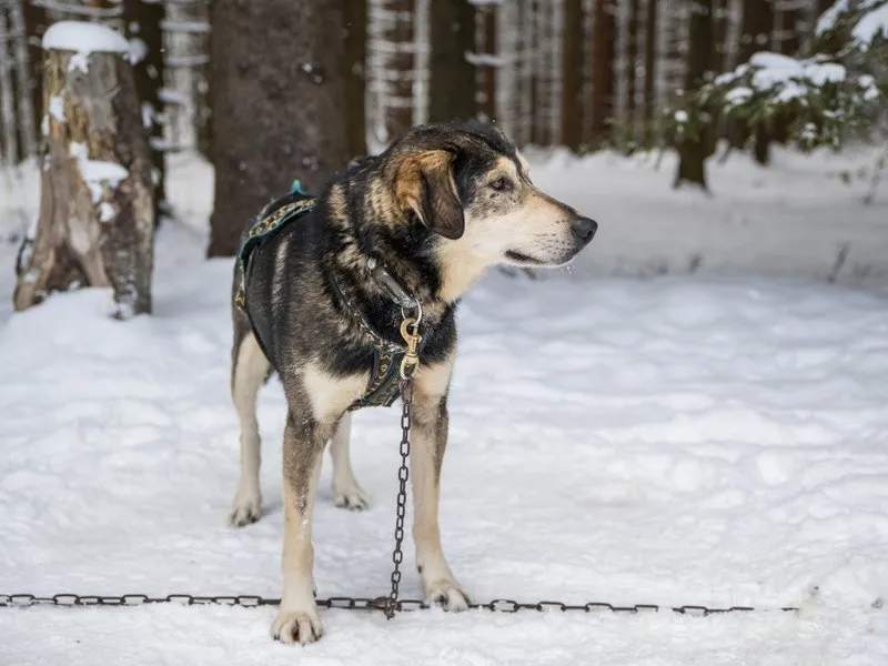 Mushing - jízda se psím spřežením