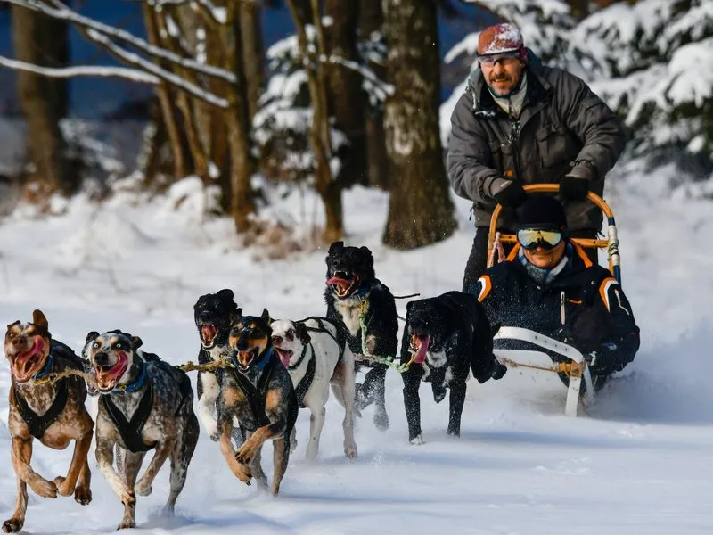 Mushing - jízda se psím spřežením