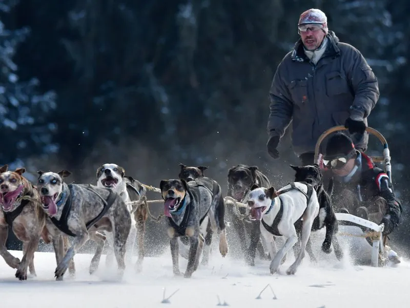 Mushing - jízda se psím spřežením