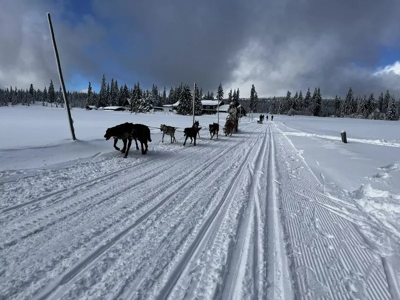 Mushing - jízda se psím spřežením