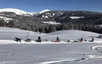 Mushing - jízda se psím spřežením