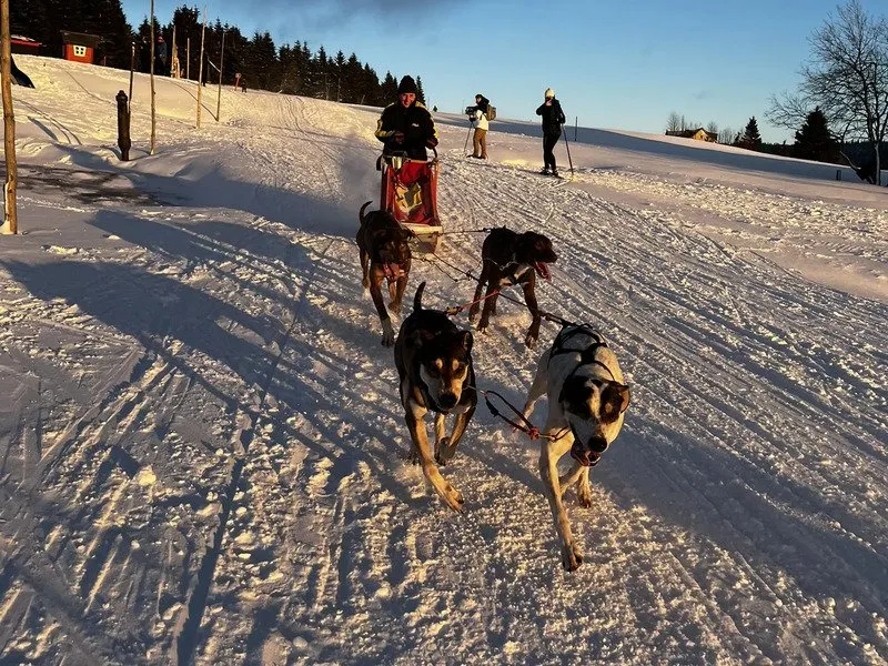 Mushing - jízda se psím spřežením