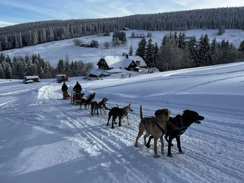 Mushing - jízda se psím spřežením