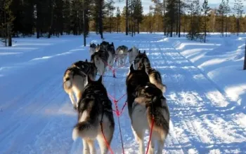 Mushing - jízda se psím spřežením