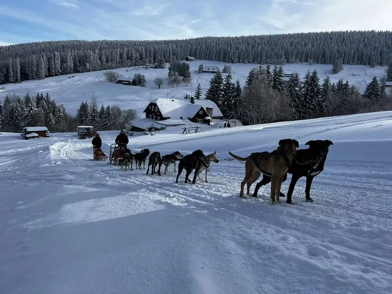 Mushing - jízda se psím spřežením
