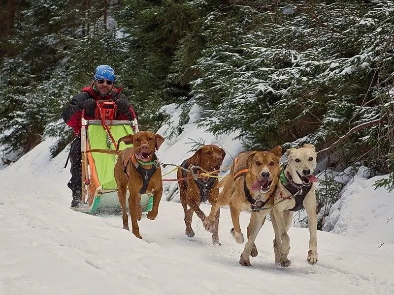 Mushing - jízda se psím spřežením