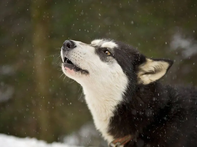 Mushing - jízda se psím spřežením