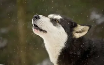 Mushing - jízda se psím spřežením