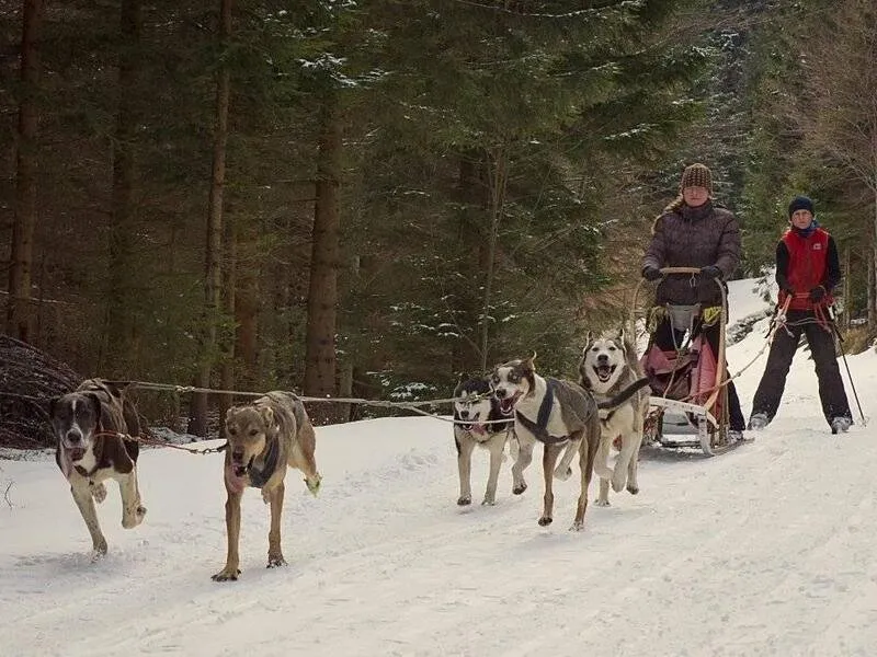 Mushing - jízda se psím spřežením