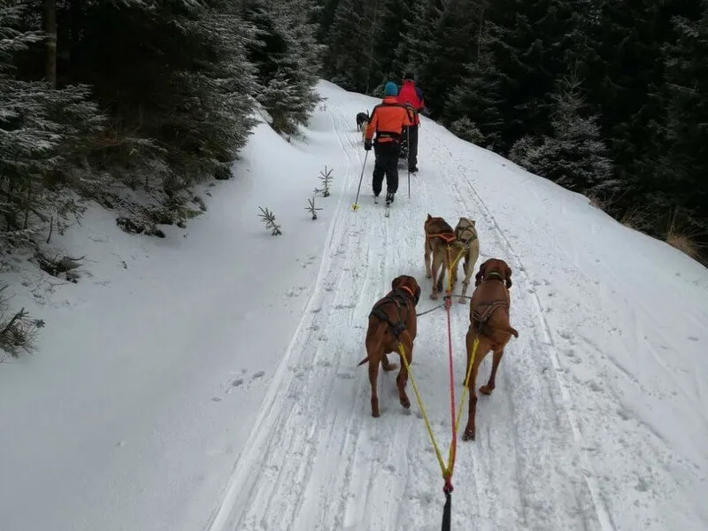 Mushing - jízda se psím spřežením