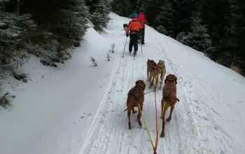 Mushing - jízda se psím spřežením