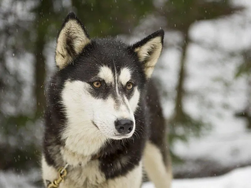 Mushing - jízda se psím spřežením