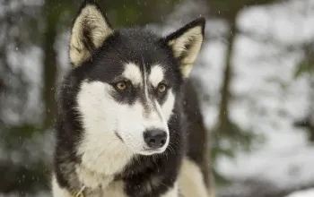 Mushing - jízda se psím spřežením