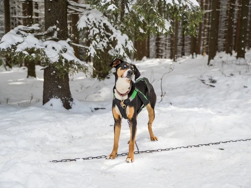 Mushing - jízda se psím spřežením