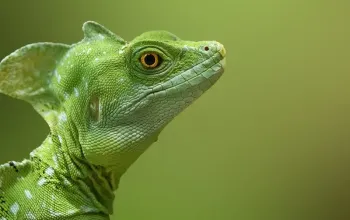 Kurz fotografování zvířat v zoo – dárek a zážitek