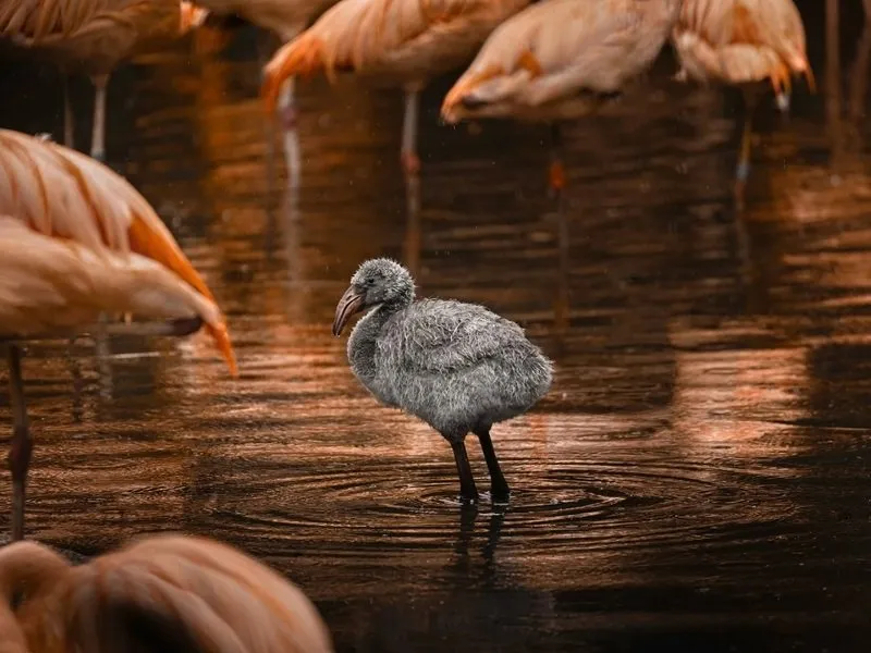 Kurz fotografování zvířat v zoo
