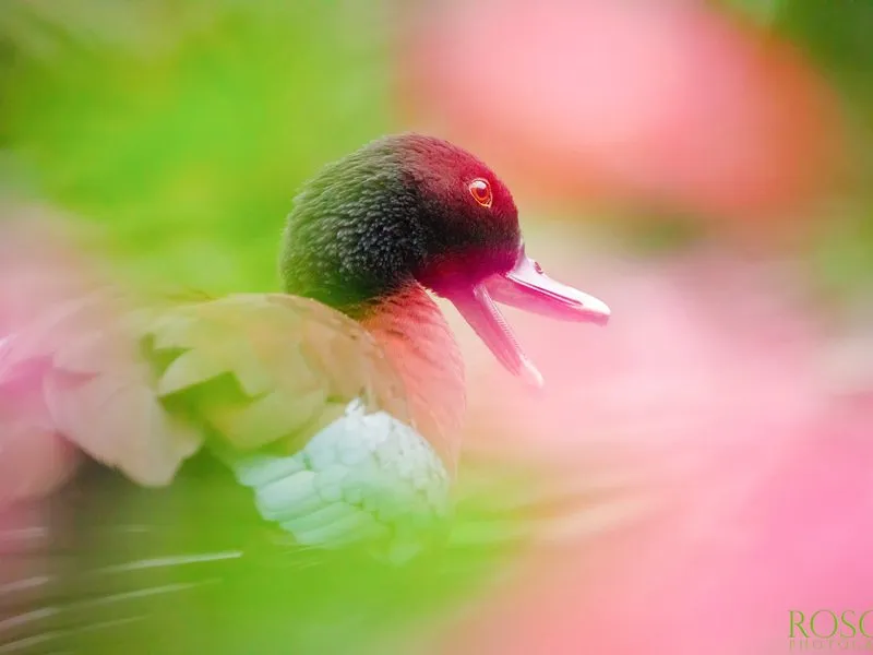 Kurz fotografování zvířat v zoo