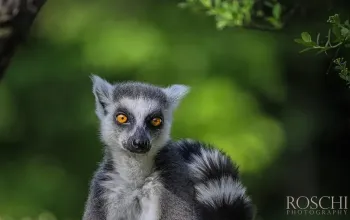 Kurz fotografování zvířat v zoo