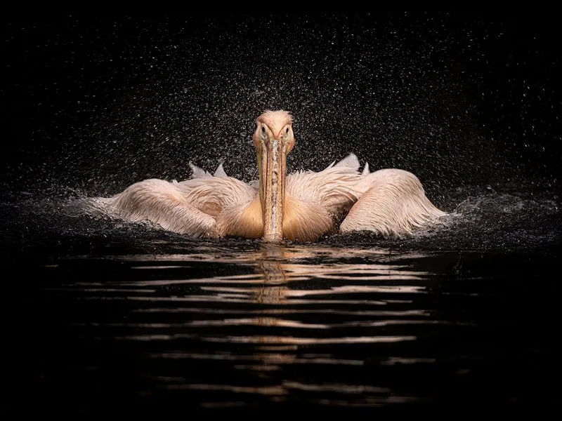 Kurz fotografování zvířat v zoo