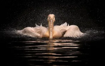 Kurz fotografování zvířat v zoo