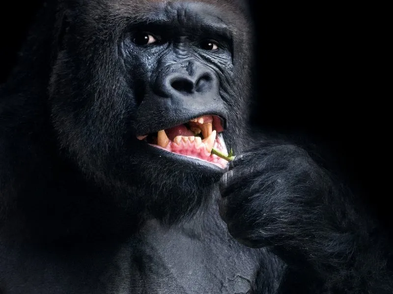 Kurz fotografování zvířat v zoo