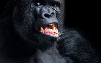 Kurz fotografování zvířat v zoo