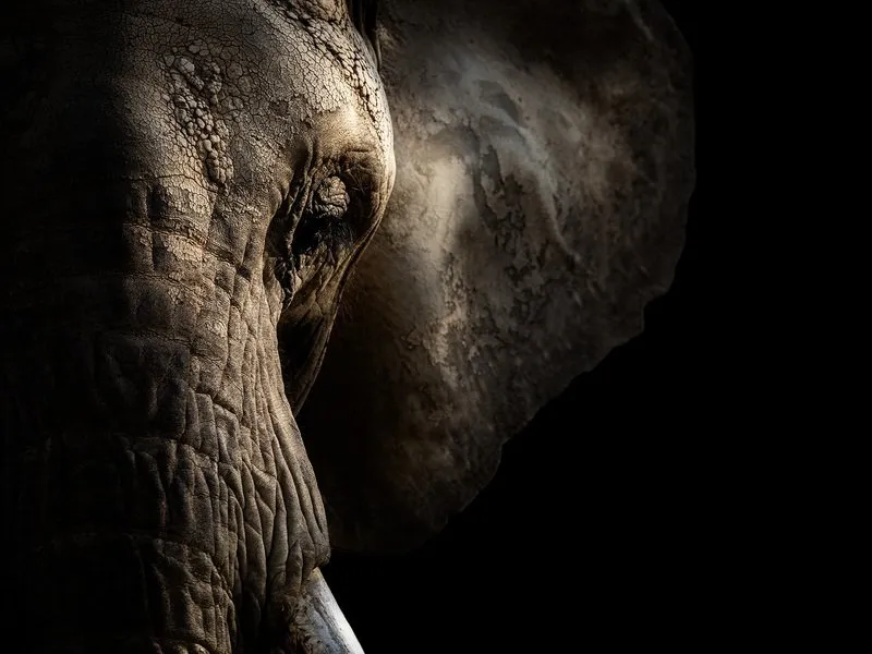 Kurz fotografování zvířat v zoo