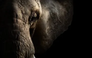 Kurz fotografování zvířat v zoo