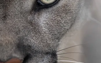 Kurz fotografování zvířat v zoo