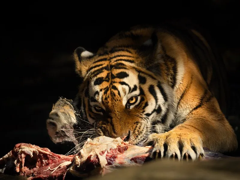 Kurz fotografování zvířat v zoo
